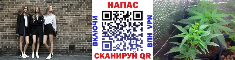 Купить где  Салаир  Бошки Шишки сатива 